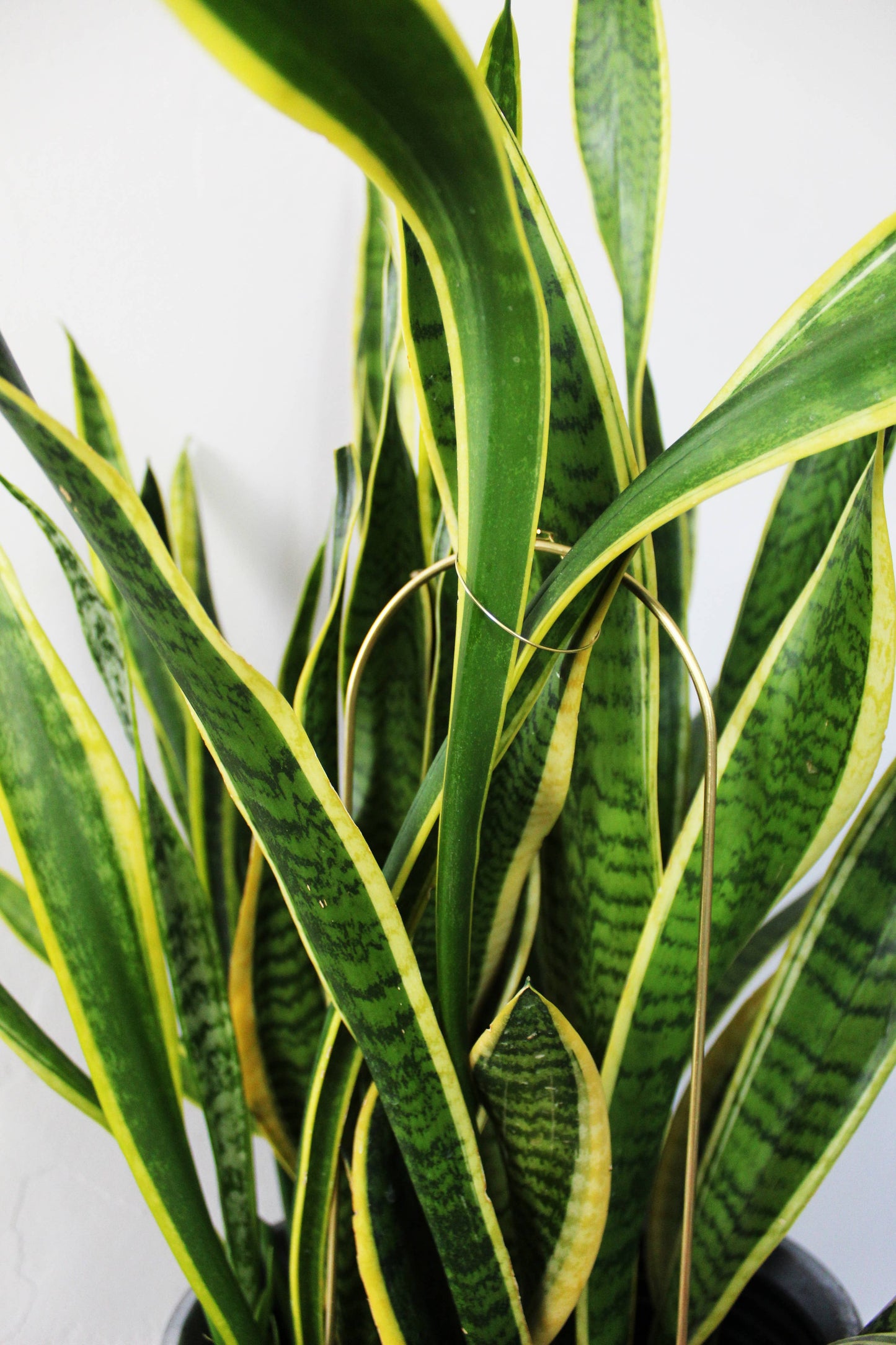 Andamio Brass Plant Pins and Trellis