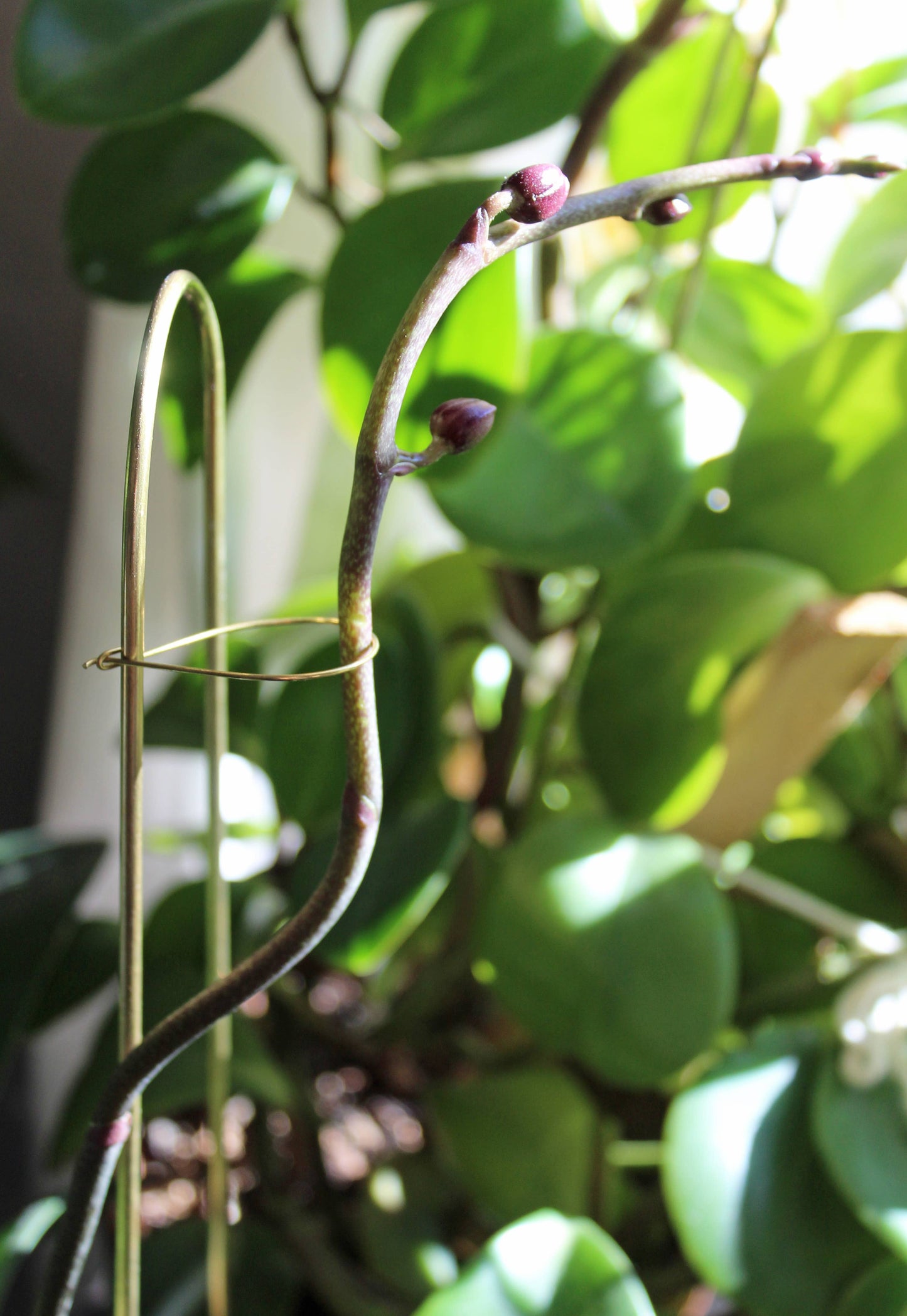Andamio Brass Plant Pins and Trellis