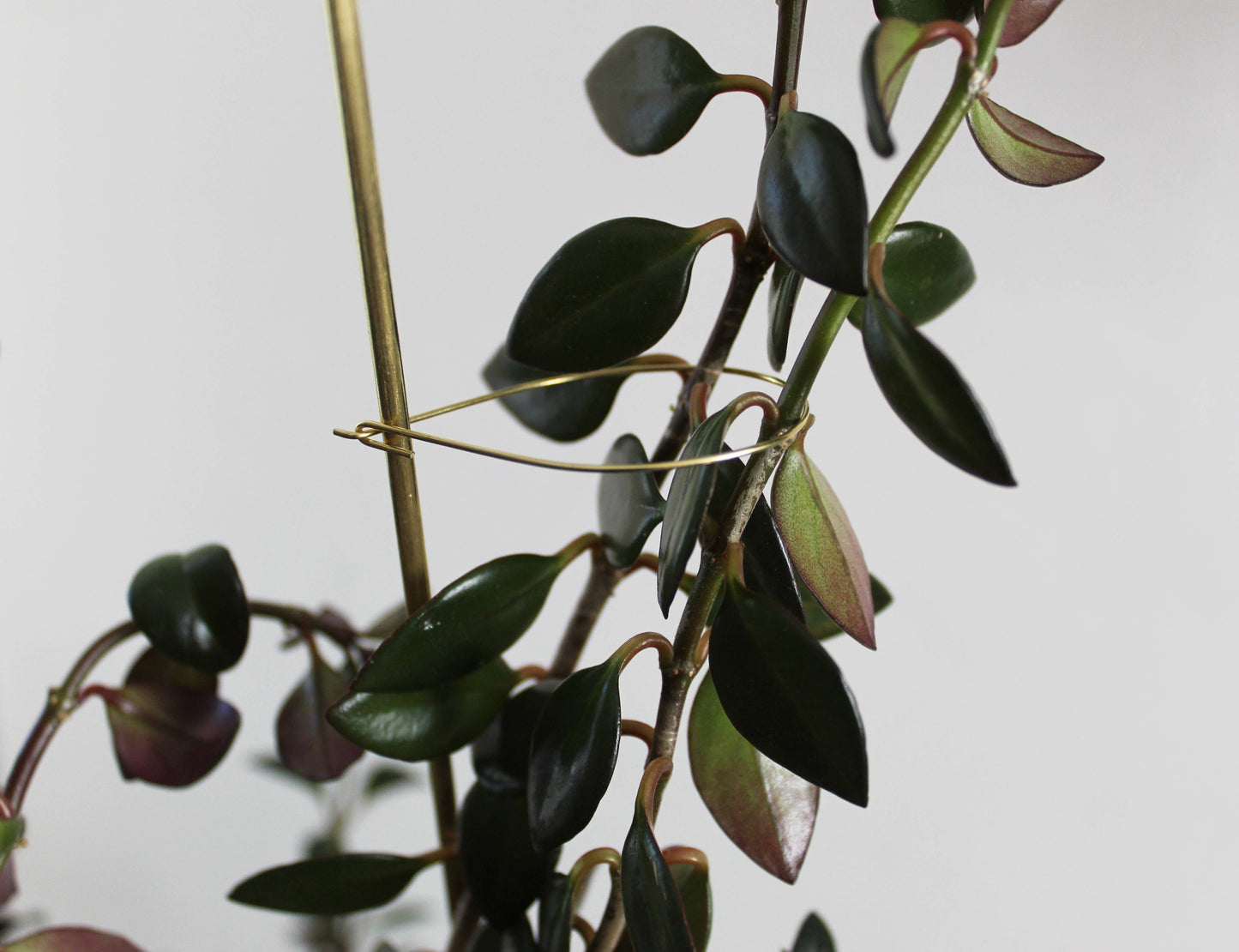 Andamio Brass Plant Pins and Trellis