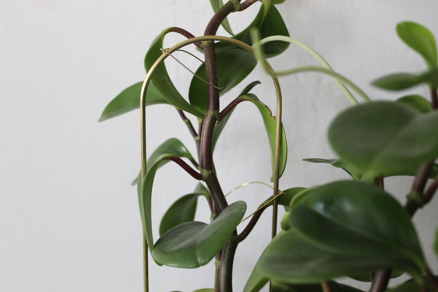 Andamio Brass Plant Pins and Trellis