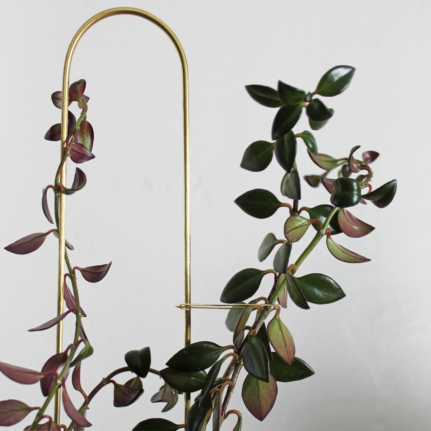 Andamio Brass Plant Pins and Trellis