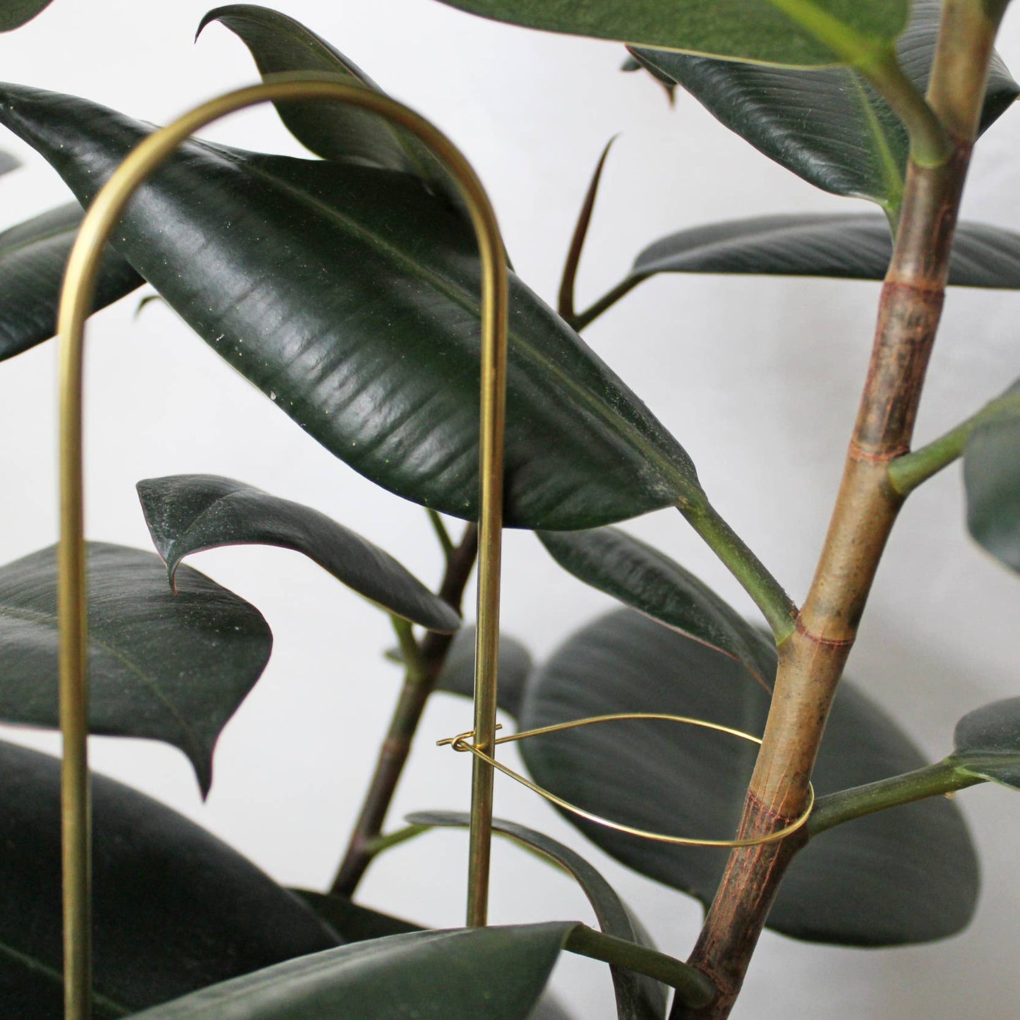 Andamio Brass Plant Pins and Trellis