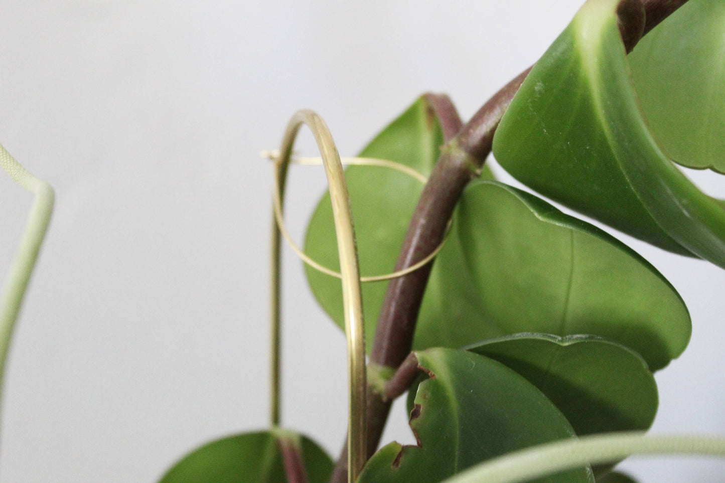 Andamio Brass Plant Pins and Trellis